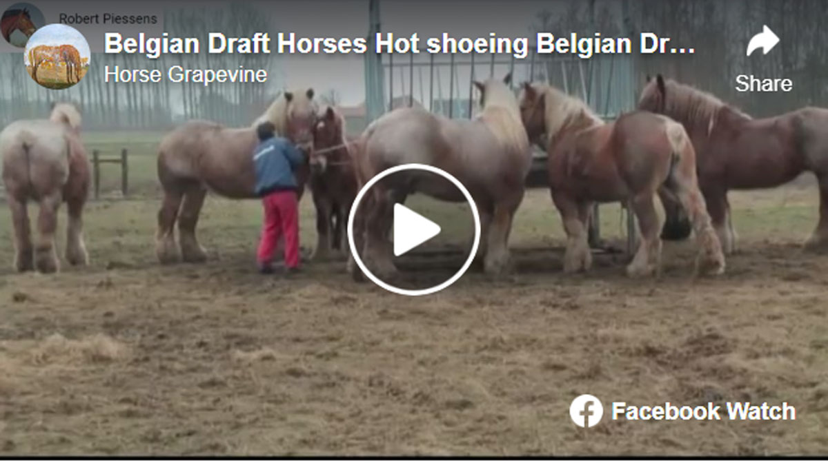 Hot shoeing Belgian Draft Horses with farrier Gerard Dullaert